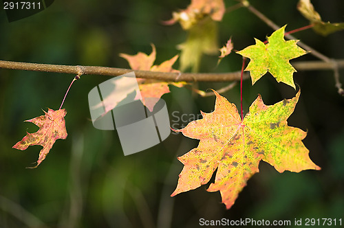 Image of Autumn colors