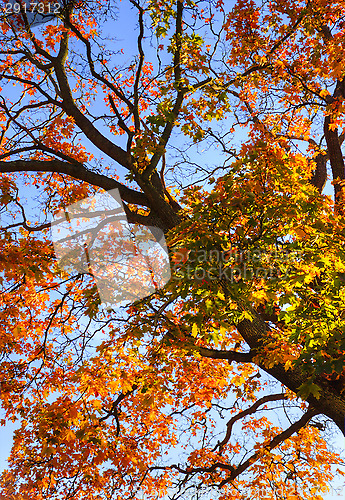 Image of Maple leafs