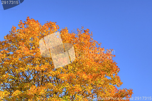 Image of Autumn colors