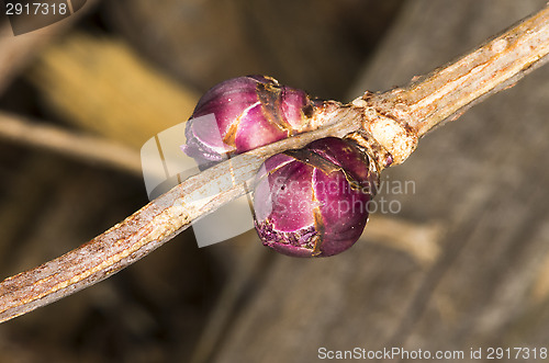 Image of Sprout