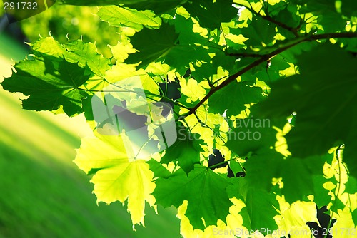 Image of Green leaves background