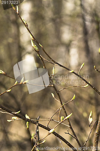 Image of Sprouts