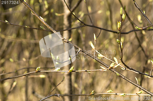 Image of Spring