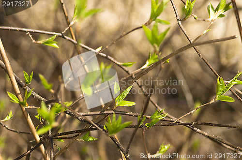 Image of Sprouts