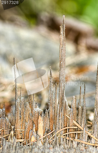 Image of Stump of a tree	