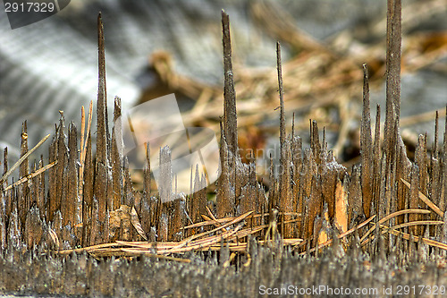 Image of Stump of a tree