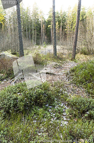 Image of Forest