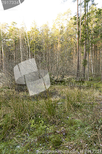 Image of Frozen forest