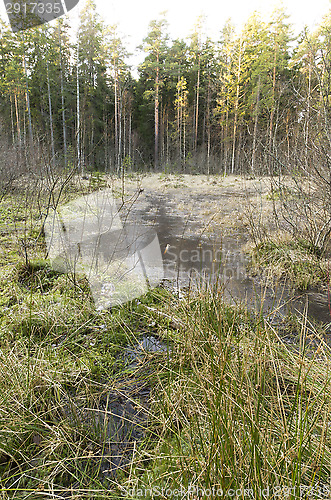 Image of Frozen forest