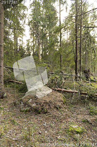 Image of Forest