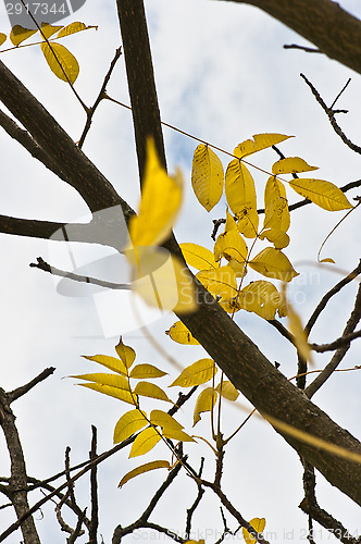 Image of Autumn colors