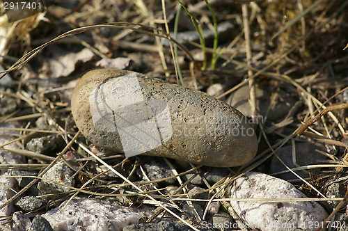 Image of Stone