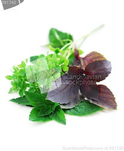 Image of Assorted basil herbs