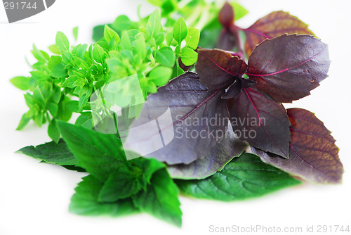 Image of Assorted basil herbs