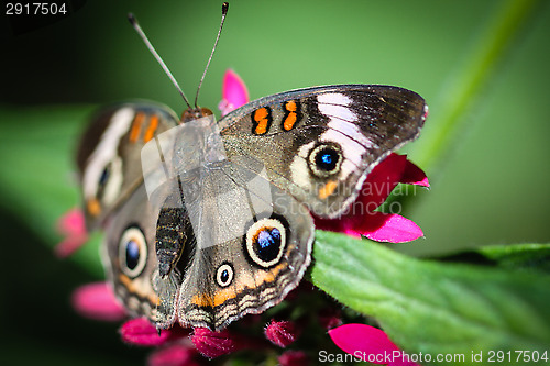 Image of Common Buckeye Junonia Coenia