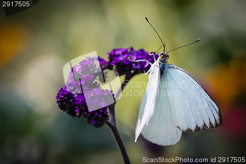 Image of Great Southern White Ascia Monuste