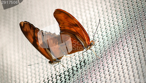 Image of Julia Heliconian Dryas Julia