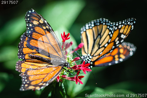 Image of Monarch Danaus Plexippus