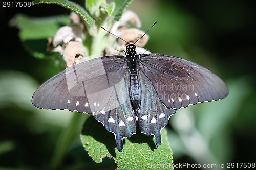 Image of Spicebush Swallowtail Papilio Troilus