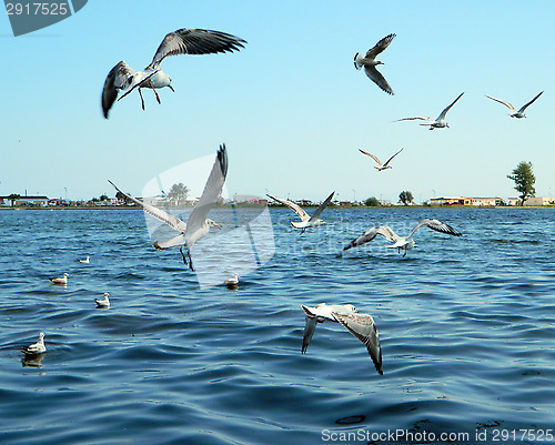 Image of Seaguls