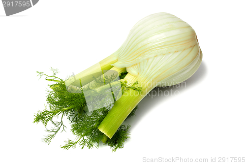 Image of Florence fennel bulb on white