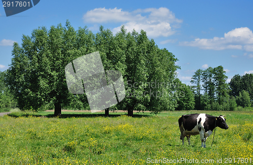 Image of Rural landscape