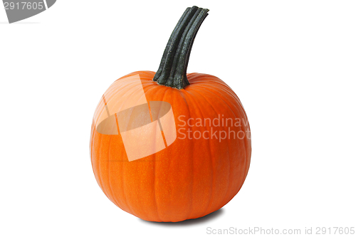 Image of Isolated pumpkin