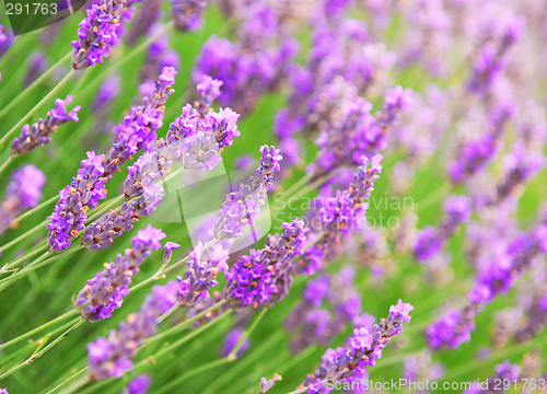 Image of Lavender background