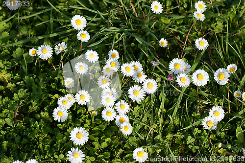 Image of Daisies