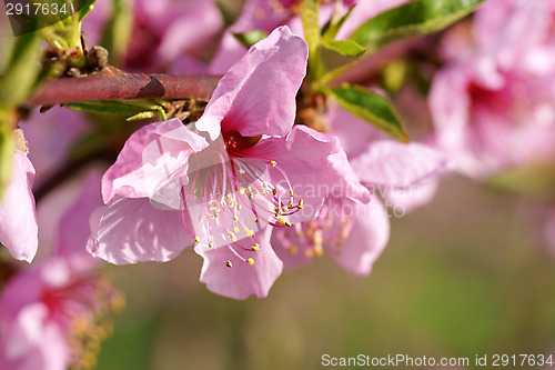 Image of Peach blossoms