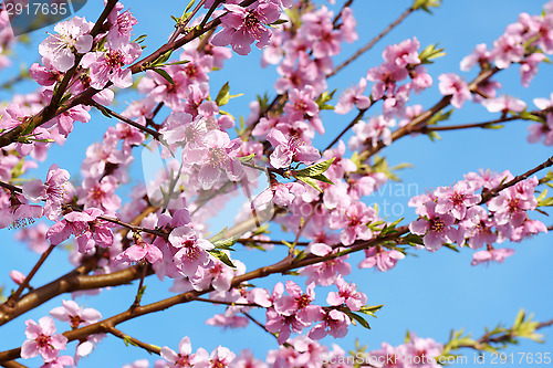 Image of Peach blossoms