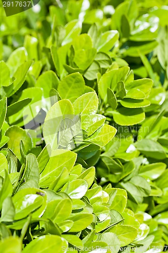 Image of green leaves in summer