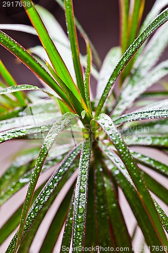 Image of dracena marginata with water drops 