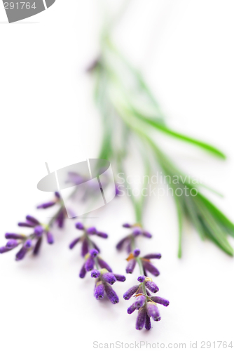 Image of Lavender