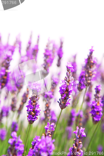 Image of Lavender background