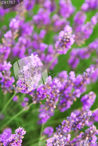 Image of Lavender