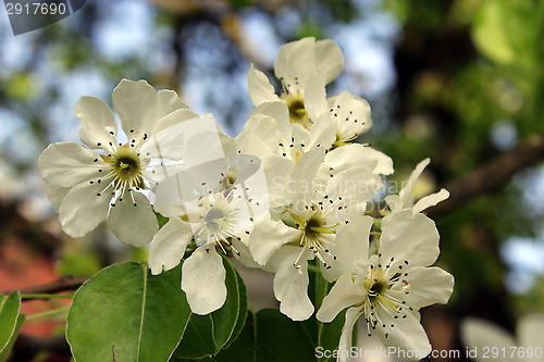 Image of branch of blossoming pear