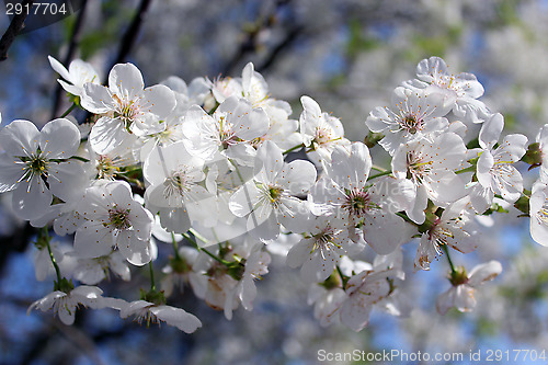 Image of branch of blossoming cherry