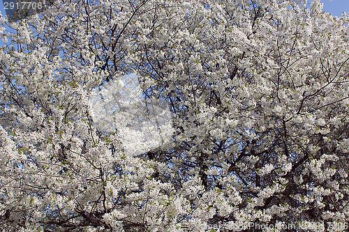 Image of blossoming tree of cherry