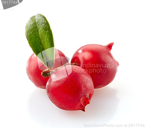 Image of cowberries macro