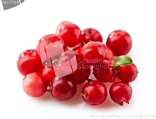 Image of cowberries macro