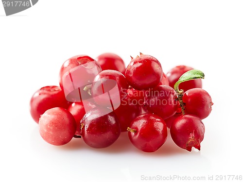 Image of cowberries macro