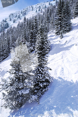 Image of Ski tracks in mountains