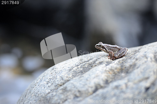 Image of little frog sitting on a large rock and looks into the distance