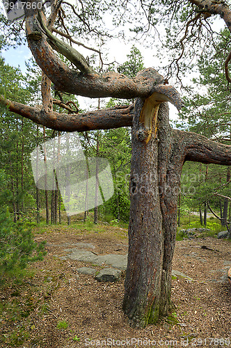 Image of Pine tree