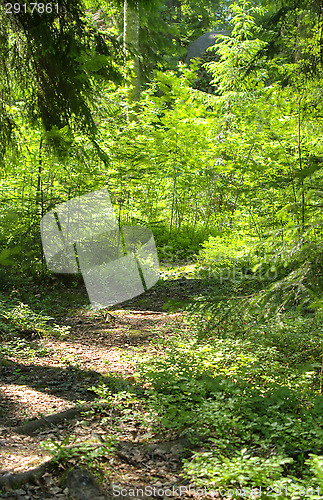 Image of Green forest