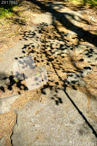 Image of Shadow of birch