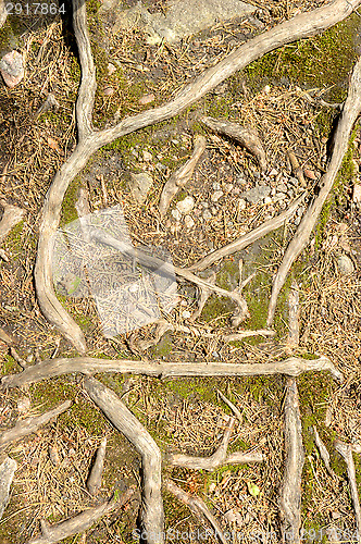Image of Roots