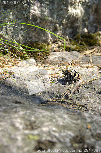 Image of Pine cone