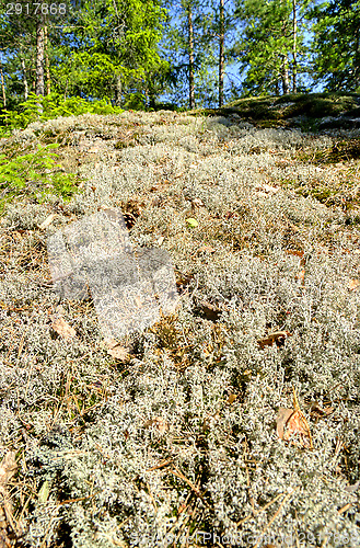 Image of Lichen